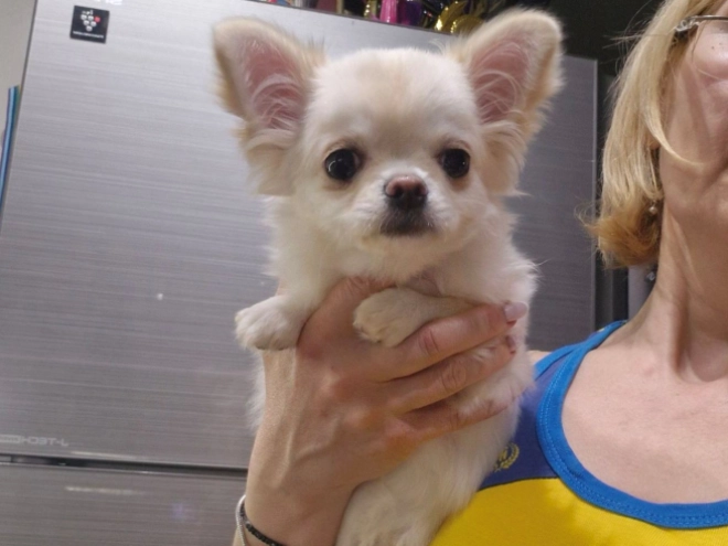 Chihuahua puppy for sale