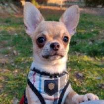 Perros Chihuahua en venta