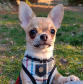 Chihuahua Welpe zu verkaufen
