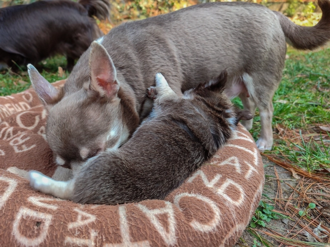 Chihuahua Welpe zu verkaufen