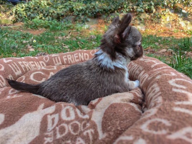 Chihuahua Welpe zu verkaufen