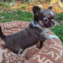 Chihuahua puppy for sale