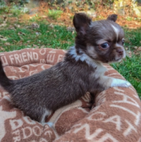 Chihuahua Welpe zu verkaufen