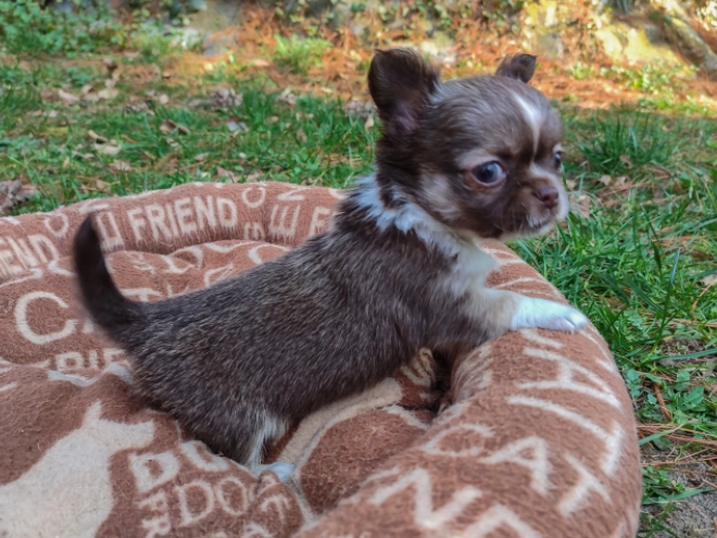 Chihuahua Welpe zu verkaufen