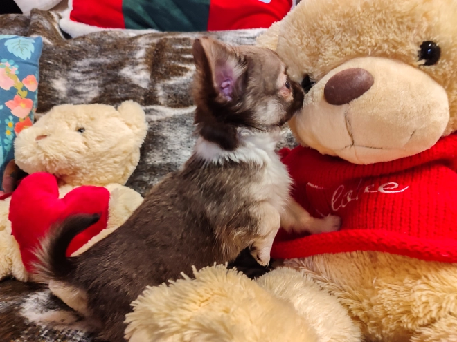 Chihuahua Welpe kaufen