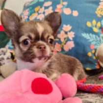 Chihuahua puppy for sale