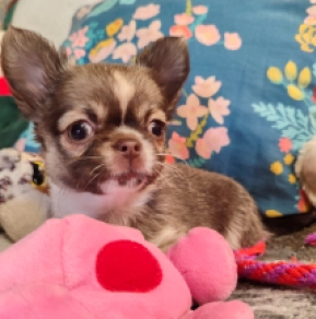 Chihuahua puppy for sale