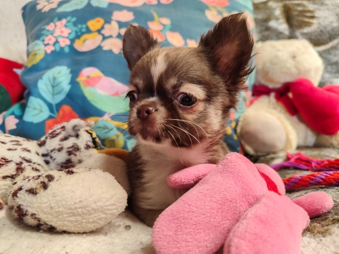 Chihuahua Welpe kaufen