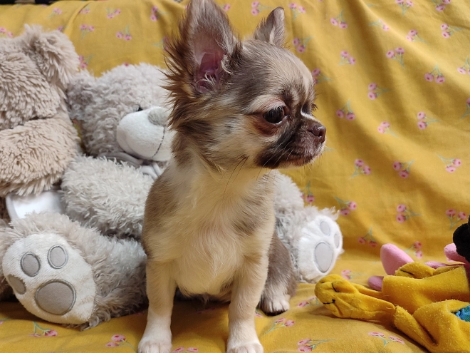 Chihuahua Welpe kaufen