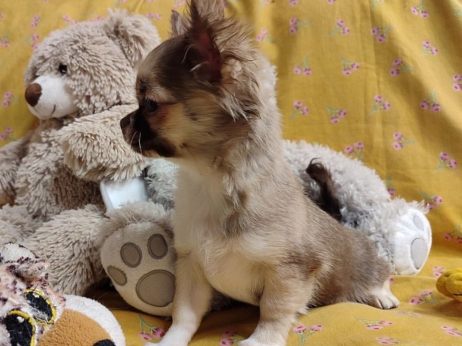 Chihuahua Welpe kaufen