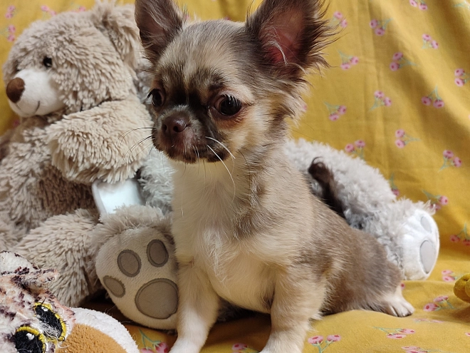 Chihuahua Welpe kaufen