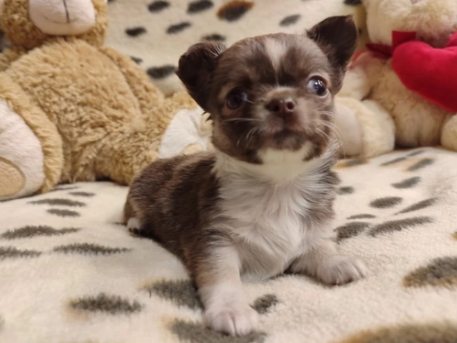 Chihuahua Welpe zu verkaufen