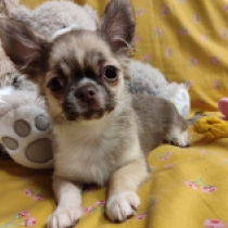 Ren,  Chihuahua for sale