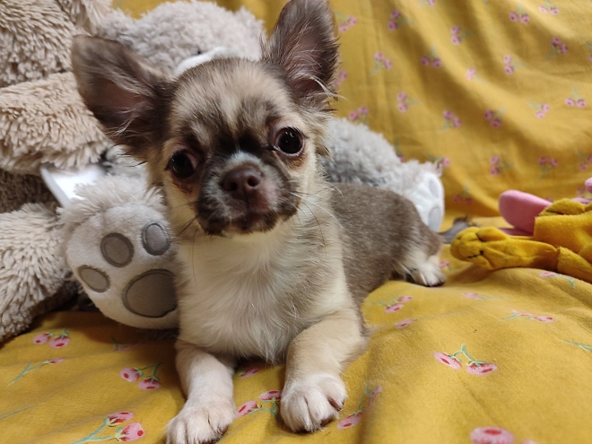 Chihuahua Welpe kaufen