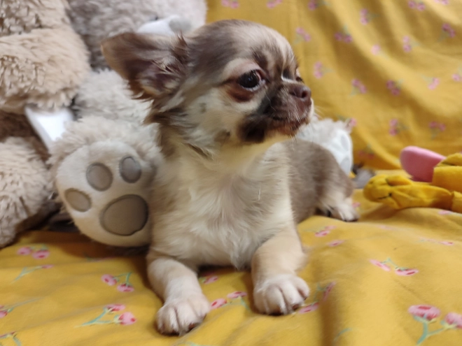 Chihuahua Welpe kaufen