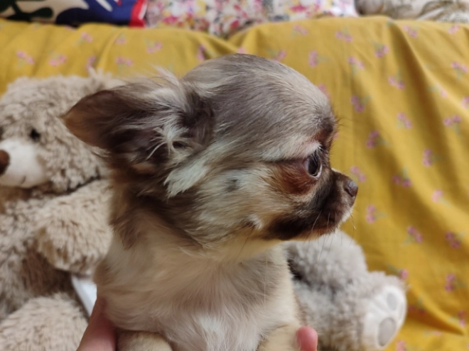 Chihuahua Welpe kaufen
