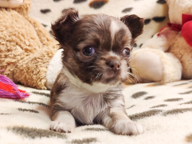 Chihuahua Welpe zu verkaufen