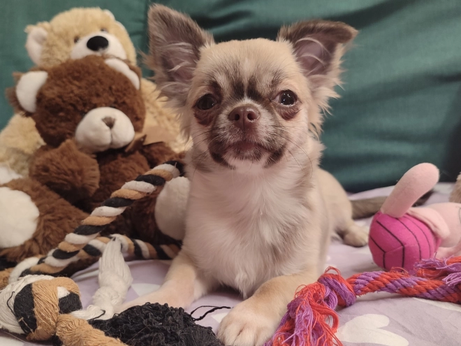 Chihuahua Welpe kaufen