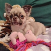 Ren,  Chihuahua Welpen kaufen