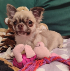 Ren,  Chihuahua Welpen kaufen