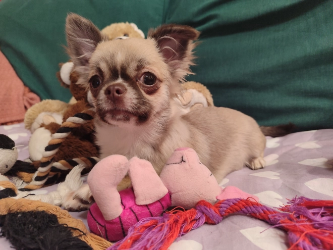 Chihuahua Welpe kaufen
