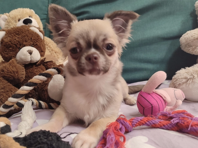 Chihuahua Welpe kaufen