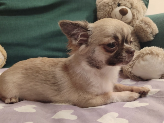 Chihuahua Welpe kaufen