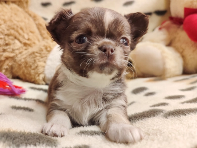 Chihuahua Welpe zu verkaufen
