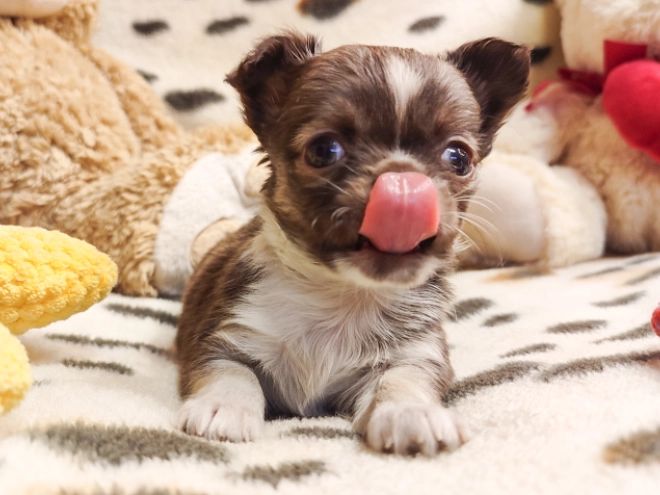 Chihuahua Welpe zu verkaufen