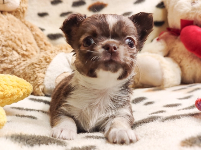 Chihuahua Welpe zu verkaufen