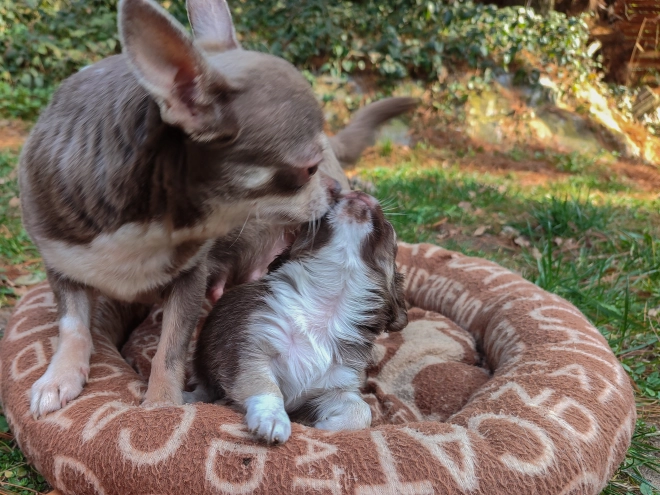 Chihuahua Welpe zu verkaufen
