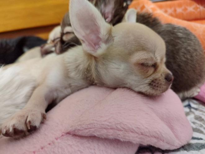 Chihuahua puppy for sale
