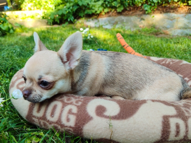 Chihuahua Welpe kaufen