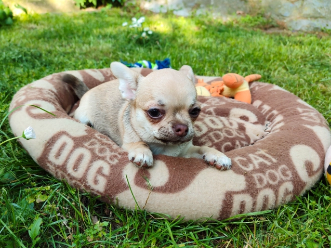Chihuahua Welpe kaufen