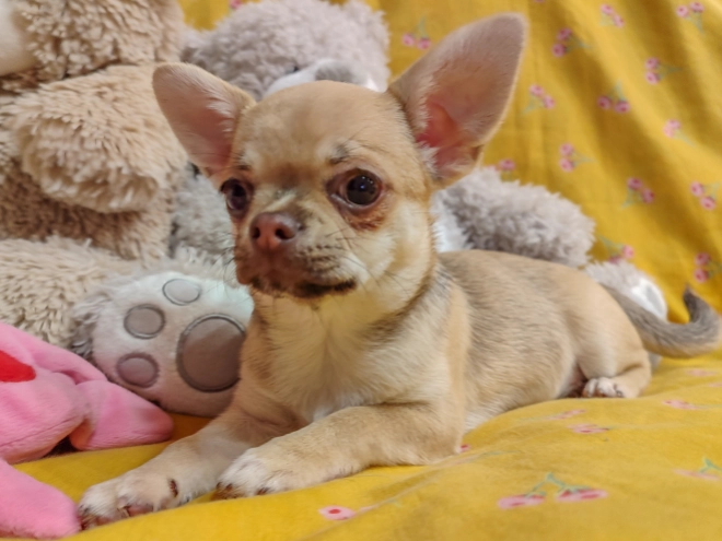 Perros Chihuahua en venta