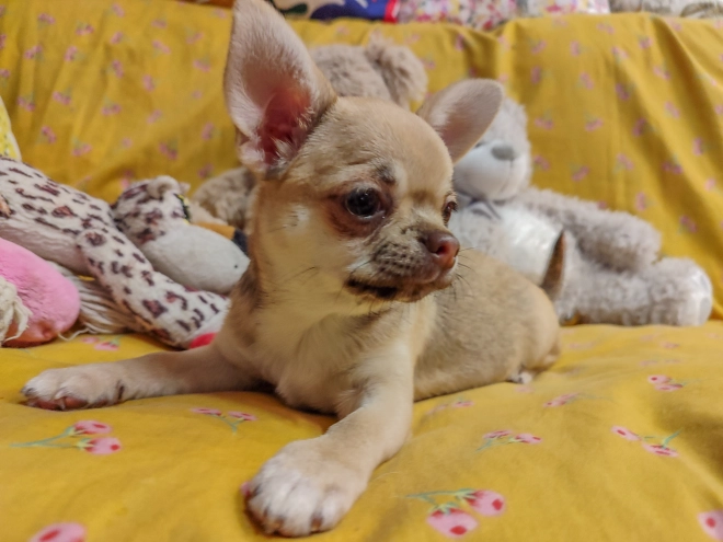 Perros Chihuahua en venta