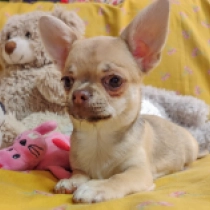 Rodos, choco sable Chihuahua for sale