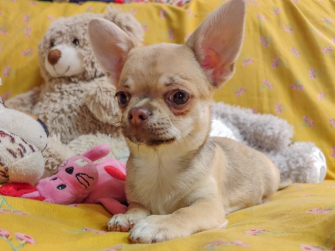 Perros Chihuahua en venta