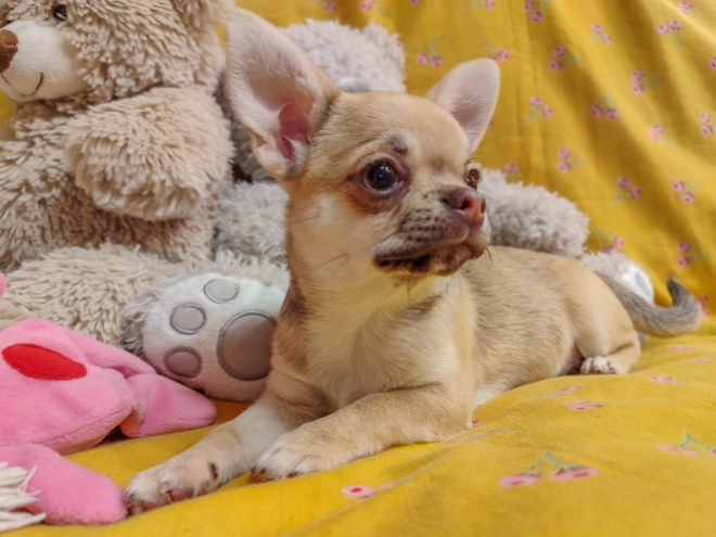Perros Chihuahua en venta