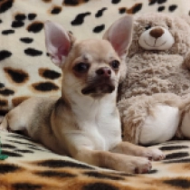 Rodos, choco sable Chihuahua for sale