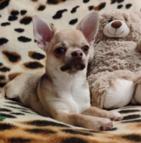 Chihuahua Welpe kaufen