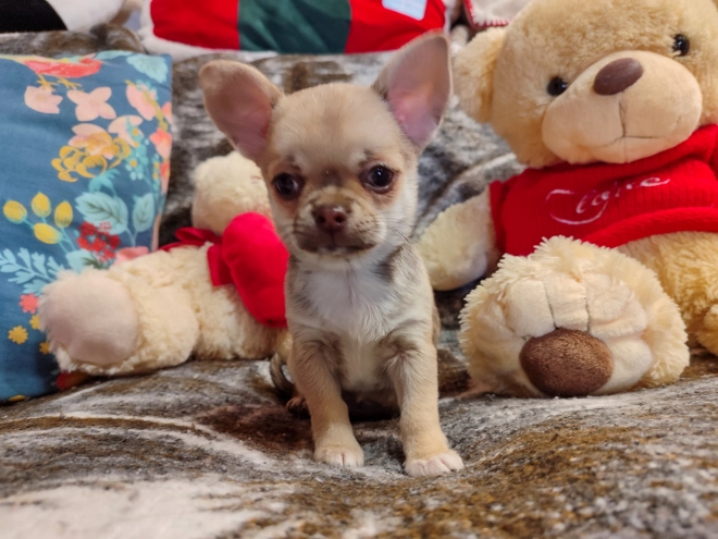 Chihuahua puppy for sale