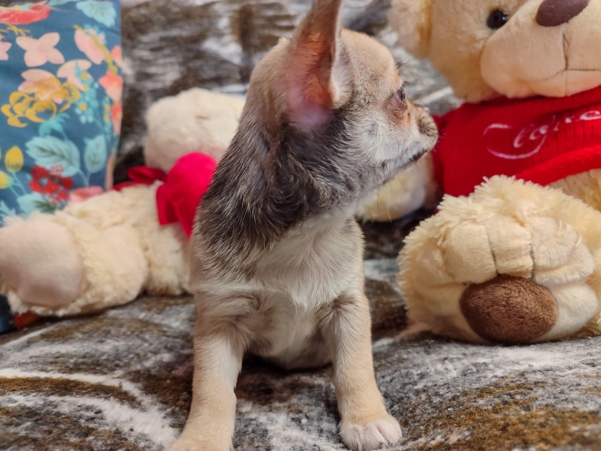 Chihuahua puppy for sale
