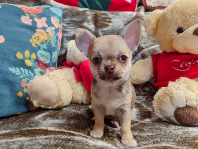 Chihuahua puppy for sale