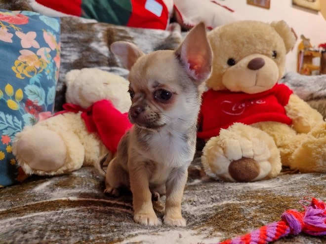 Chihuahua puppy for sale