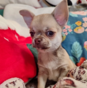 Chihuahua puppy for sale