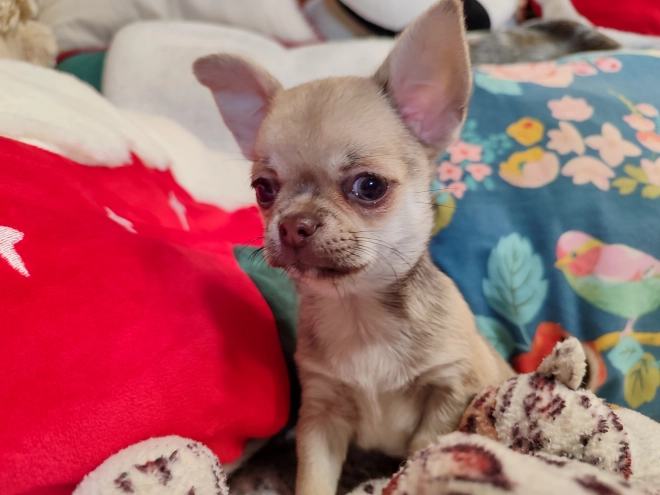 Chihuahua puppy for sale