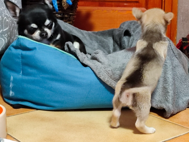 Chihuahua puppy for sale