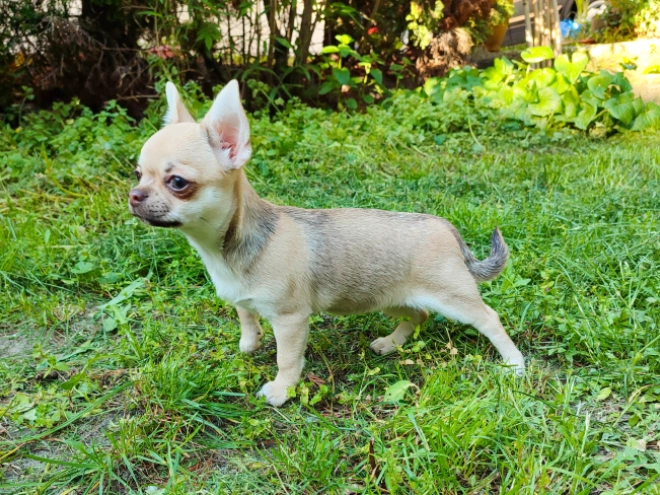 Chihuahua Welpe kaufen