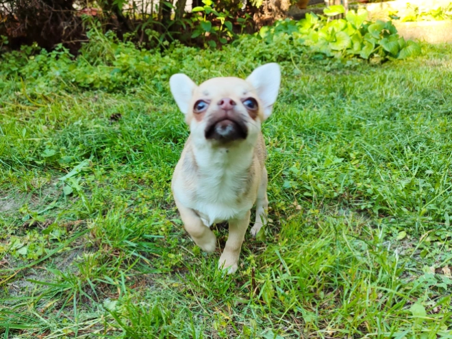 Chihuahua Welpe kaufen